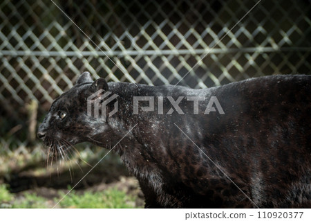 黑豹瞄準獵物 黑豹瞄準獵物 110920377