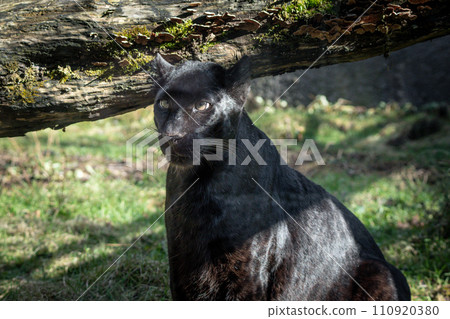 黑豹瞄準獵物 黑豹瞄準獵物 110920380