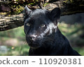black panther aiming for prey 110920381