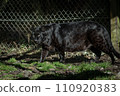 black panther aiming for prey 110920383