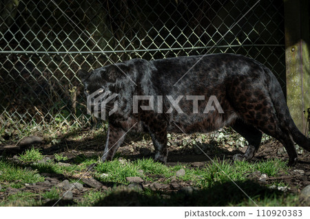 黑豹瞄準獵物 110920383