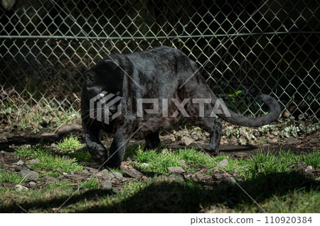 黑豹瞄準獵物 黑豹瞄準獵物 110920384