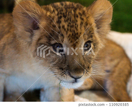 小獅子看這裡 110920385