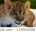 lion cub looking here 110920386
