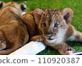 lion cub looking here 110920387