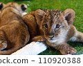 lion cub looking here 110920388