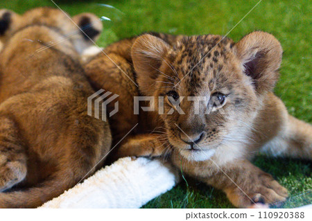 lion cub looking here lion cub looking here 110920388