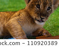 lion cub looking here 110920389