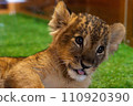lion cub looking here 110920390