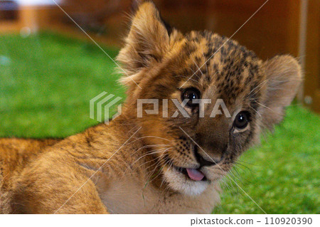 lion cub looking here lion cub looking here 110920390