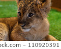 lion cub looking here 110920391