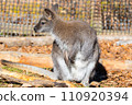 wallaby staring at something 110920394