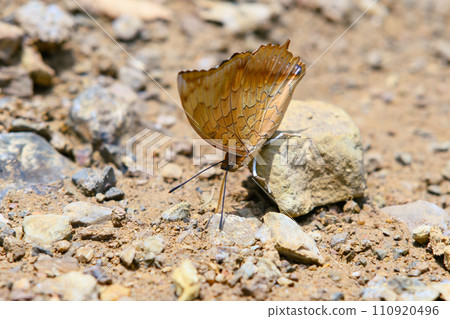 Charaxes bernardus hierax Common Tawny Rajah ground habitat in Ban Krang Camp, Kaeng Krachan National Park at Thailand. Charaxes bernardus hierax Common Tawny Rajah ground habitat in Ban Krang Camp, Kaeng Krachan National Park at Thailand. 110920496