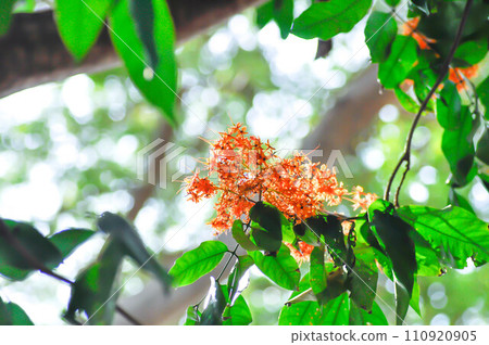 Asoka, Caesalpiniaceae or Saraca indica Linn or Ashoka tree or Saraca asoca or orange flower 110920905