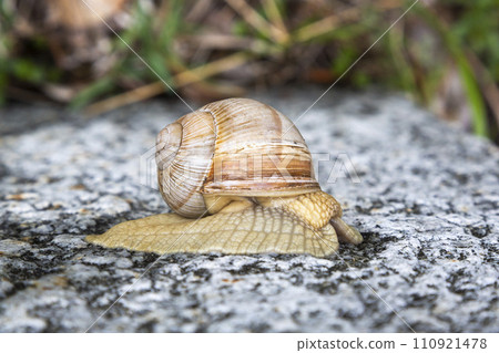 Roman snail (Helix pomatia) on a rock in Binntal (Switzerland) Roman snail (Helix pomatia) on a rock in Binntal (Switzerland) 110921478