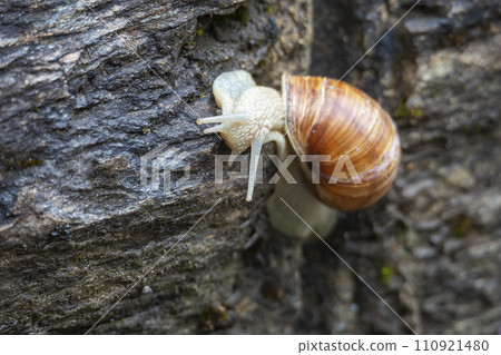 Roman snail (Helix pomatia) on a rock in Binntal (Switzerland) Roman snail (Helix pomatia) on a rock in Binntal (Switzerland) 110921480