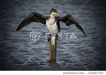 Cormorant stretching its wings to dry out at lagoon 110921702