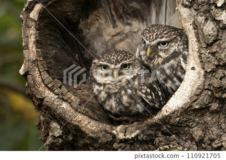 Two little owls peer out from their spot in a tree 110921705