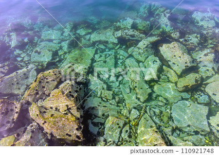 Sea Urchins in Water 110921748