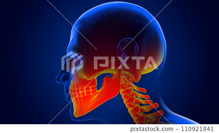 Human skull anatomy for medical concept 3D rendering Human skull anatomy for medical concept 3D rendering 110921841