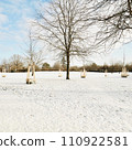 young trees in the snow park 110922581