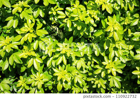 Bush texture Bush texture 110922732
