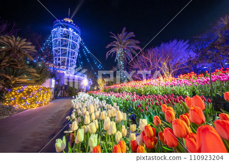 Enoshima Sea Candle Illumination and Winter Tulips in Full Bloom Enoshima Sea Candle Illumination and Winter Tulips in Full Bloom 110923204