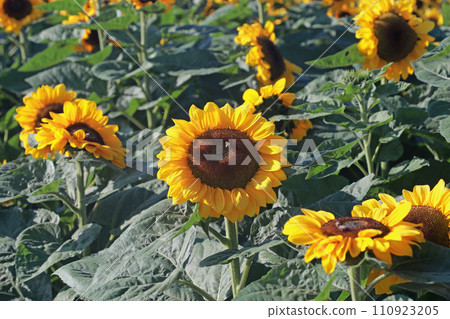 Close-up photo of sunflowers in a sea of sunflower flowers 110923205