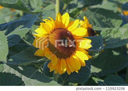 在向日葵花海裡拍攝向日葵的特寫照片 110923206