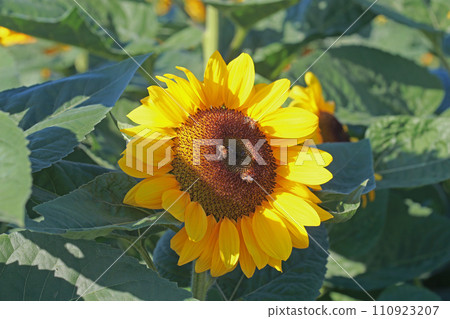 Close-up photo of sunflowers in a sea of sunflower flowers Close-up photo of sunflowers in a sea of sunflower flowers 110923207