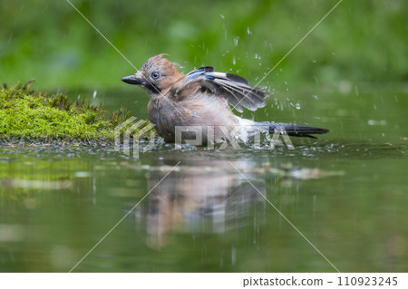Eurasian jay (Garrulus glandarius) is taking a bath in a water pool 110923245