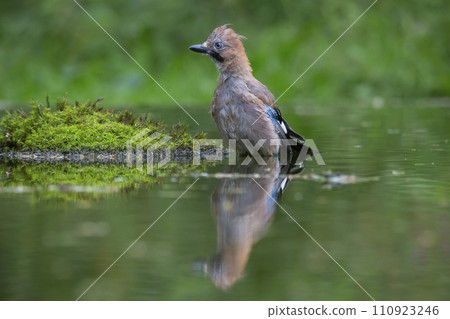 Eurasian jay (Garrulus glandarius) is taking a bath in a water pool 110923246