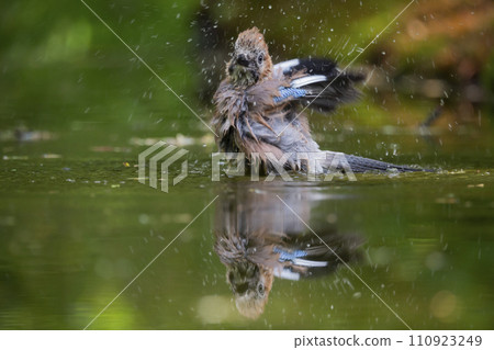 Eurasian jay (Garrulus glandarius) is taking a bath in a water pool 110923249