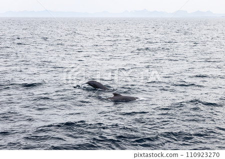 Two whales surface in the Norwegian Sea, near Andenes with distant islands Two whales surface in the Norwegian Sea, near Andenes with distant islands 110923270