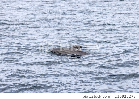 A single whale surfaces gently amid undulating waves in vast waters 110923273
