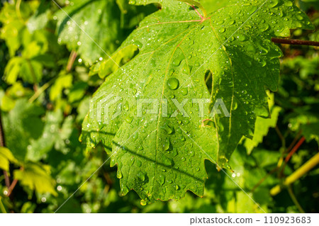Green grape leaves with drops of water after rain, close-up Green grape leaves with drops of water after rain, close-up 110923683