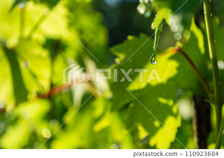 Water drops on the green leaves of grapes in the vineyard. Water drops on the green leaves of grapes in the vineyard. 110923684