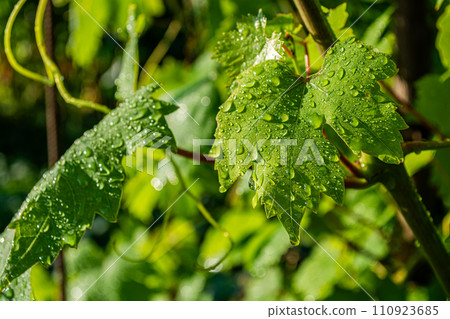 Green grape leaves with water drops after rain in the vineyard. 110923685