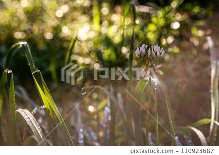 Blooming white clover among the grass with drops of dew in the morning light. Natural background with bokeh. 110923687