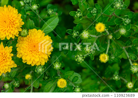 Beautiful yellow chrysanthemum on a bush close-up, top view. Beautiful yellow chrysanthemum on a bush close-up, top view. 110923689
