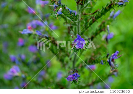 Echium vulgare, purple wildflower close-up on stem. A herbaceous plant, a species of the genus bruise of the borage family. 110923690