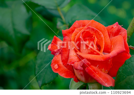 Beautiful red pink rose with drops of water on the petals blooming in the park. Beautiful red pink rose with drops of water on the petals blooming in the park. 110923694