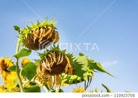 Close-up of ripening sunflowers in a field with their heads down against the blue sky. Close-up of ripening sunflowers in a field with their heads down against the blue sky. 110923708