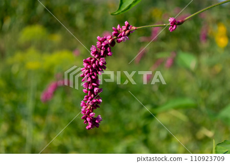 Kiss-Me-Over-The-Gate. Polygonum orientale. Purple flowers on a background of green grass. Close-up. Kiss-Me-Over-The-Gate. Polygonum orientale. Purple flowers on a background of green grass. Close-up. 110923709