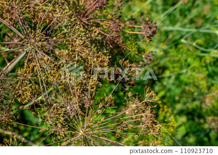 Close-up of ripening green brown dill seeds in a vegetable garden. Close-up of ripening green brown dill seeds in a vegetable garden. 110923710
