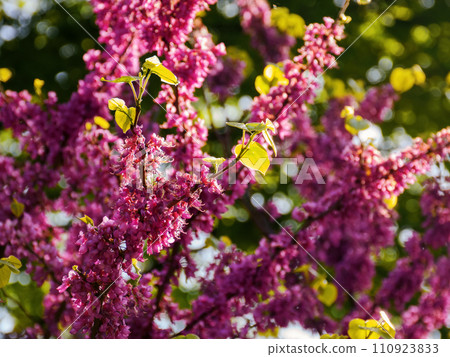 closeup of purple blossoming branches of judas tree in the garden. nature background on a warm april day 110923833