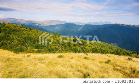 carpathian mountain landscape in summer. forested hills and grassy alpine meadows. ukrainian highland scenery on a sunny afternoon carpathian mountain landscape in summer. forested hills and grassy alpine meadows. ukrainian highland scenery on a sunny afternoon 110923835