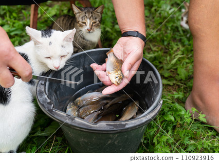 Freshly caught river fish crucian carp. A man cleans fish from scales. Cats are waiting to be fed guts. Preparing fish for cooking. 110923916
