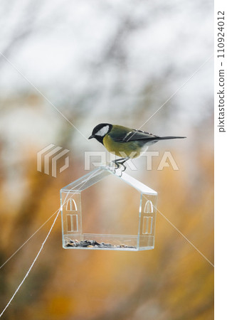 tits and sparrows, bird feeder on window. transparent cute feeder with food for wild animals.  110924012