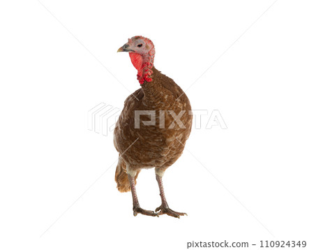 red bourbon turkey female isolated on white background 110924349
